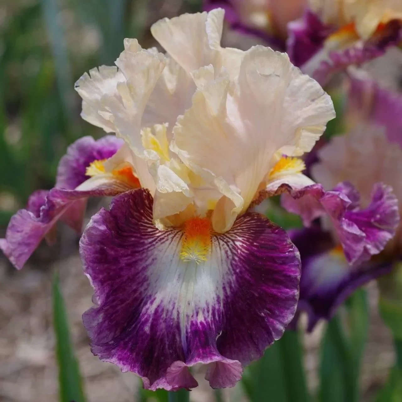 Kurjenmiekka Comme un Sourire, Loukykvět