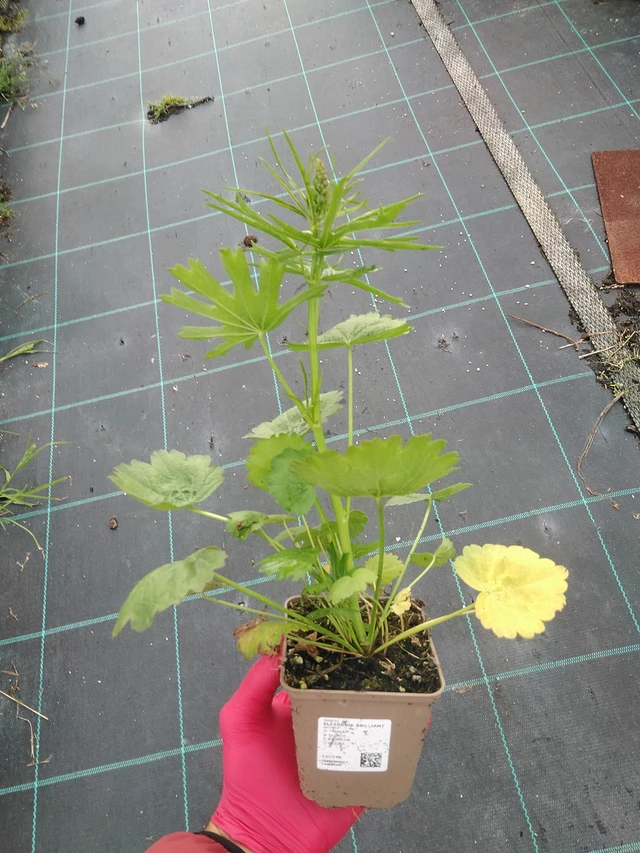 Sidalcea Brilliant - 29. 7. 2025