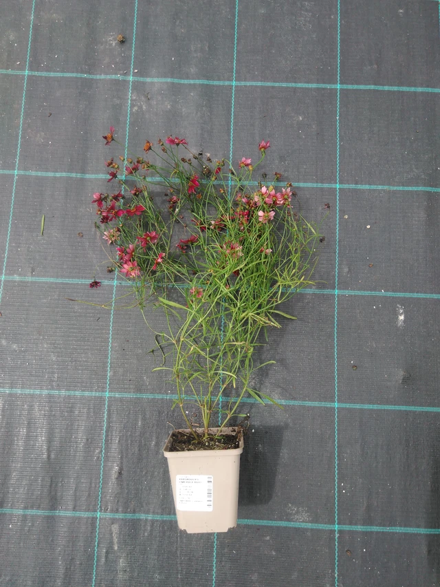 Coreopsis Limerock Ruby - 2024