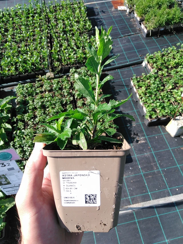 Kiinaasteri Madiva - 20. 6. 2025