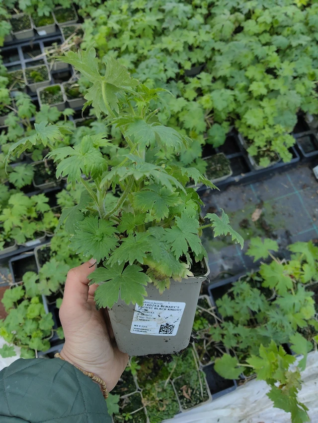 Ritarinkannus Benary’s Pacific Black Knight - 21. 4. 2026