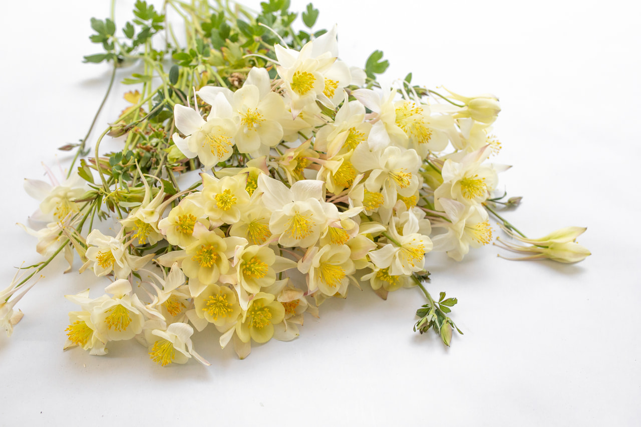 Aguileña Kristall, Loukykvět