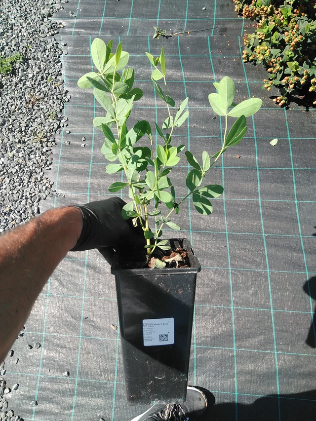 Baptisia Minor - 19. 8. 2025