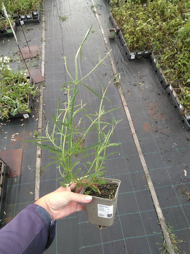 Verbena Pink Spires - 11. 7. 2025