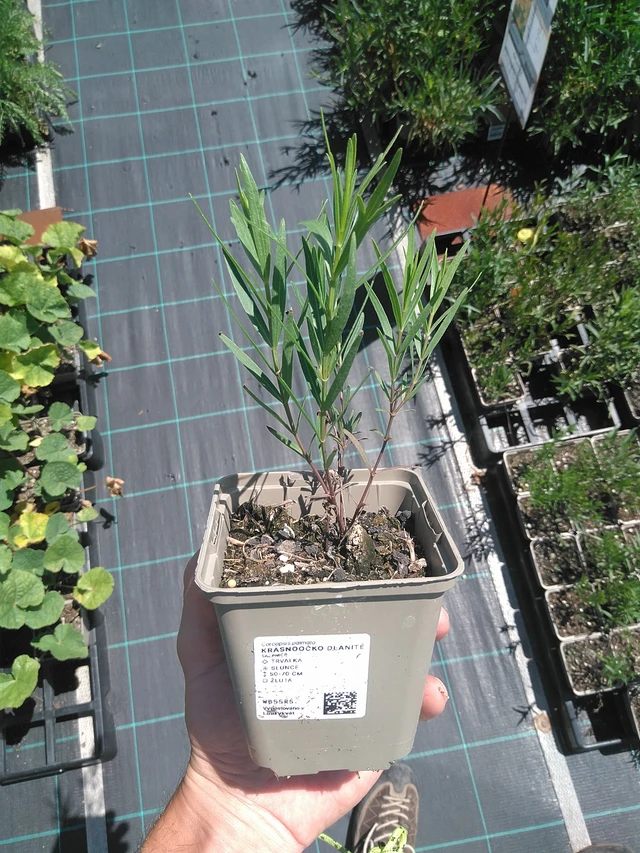 Prairie Coreopsis - 24. 6. 2025