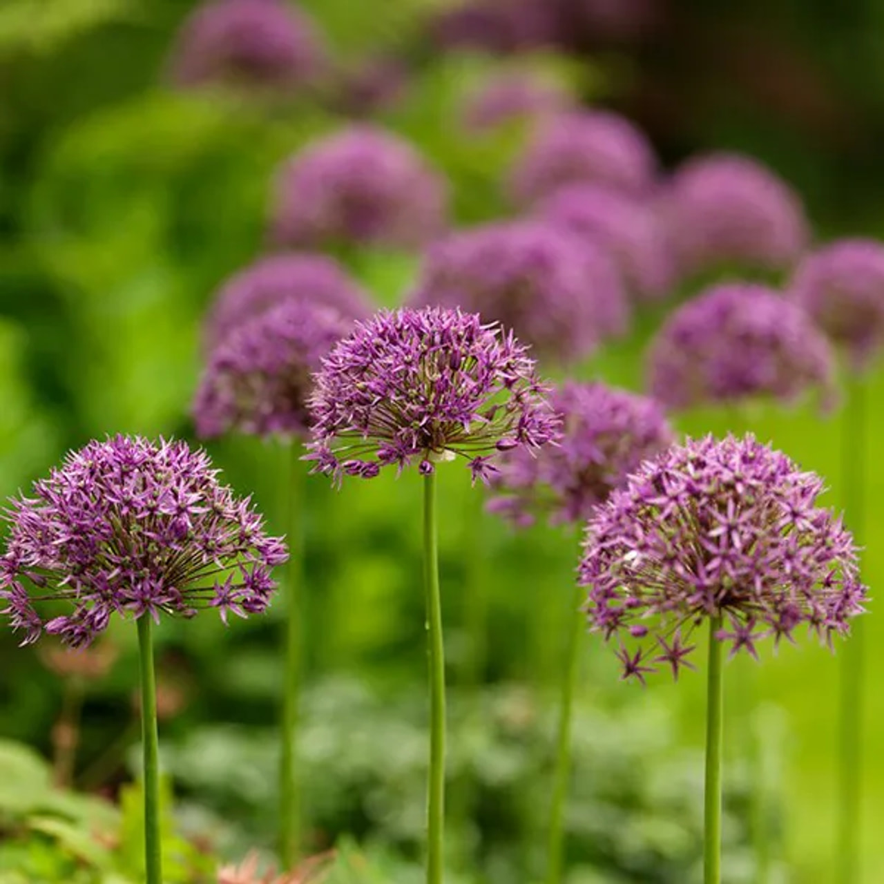Allium stipitatum, Loukykvět