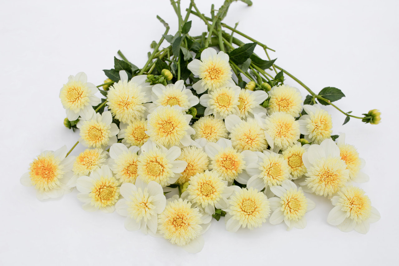 Daalia Platinum Blonde, Loukykvět