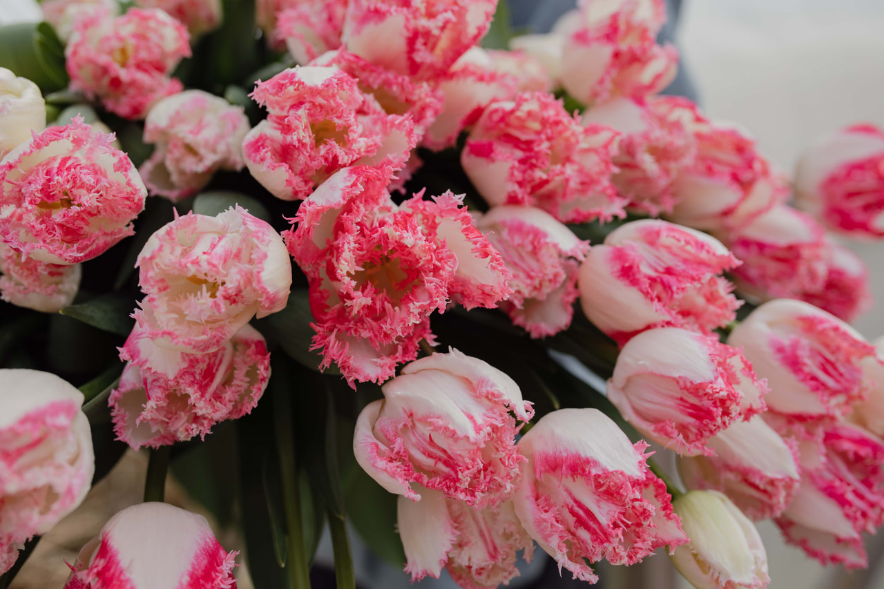 Tulppaani Neglige, Loukykvět