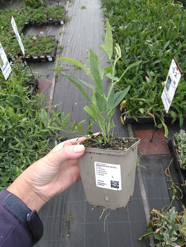 Tuoksuherne Red Pearl - 11. 7. 2025