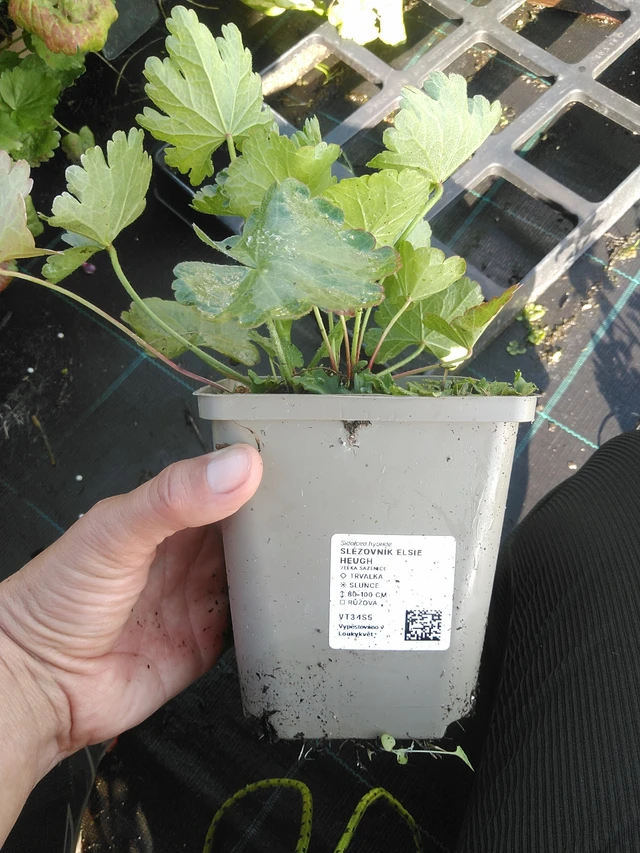 Jalomalva Elsie Heugh - 11. 9. 2025