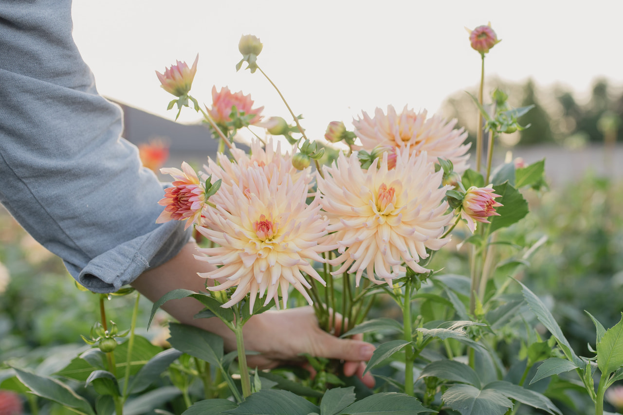 Dalia Henriette, Loukykvět