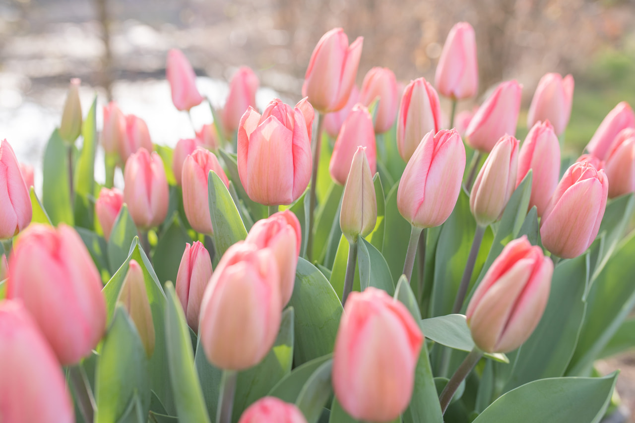 Tulppaani Barre Alta, Loukykvět