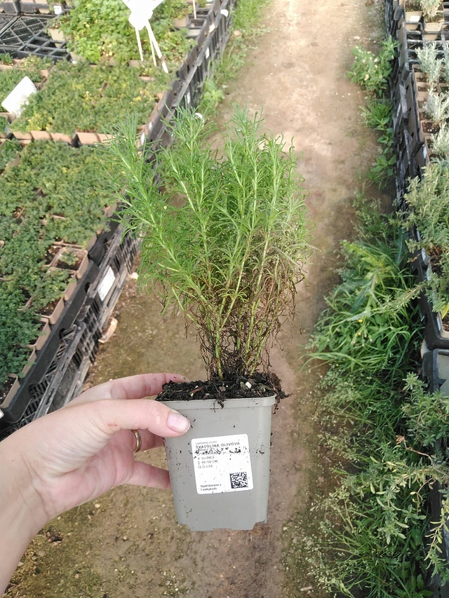 Vihersantoliina - 19. 8. 2025