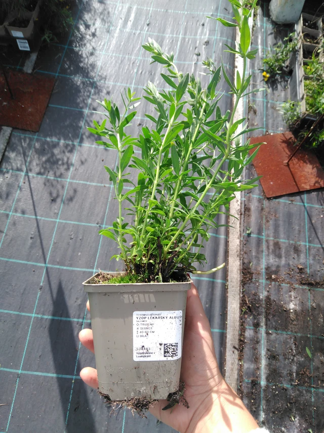 Hisopo Albus - 11. 9. 2025