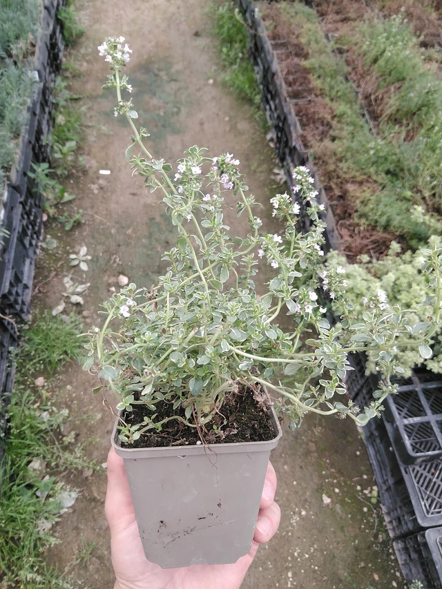 Sitruuna-ajuruoho Silver Queen - 30. 7. 2025