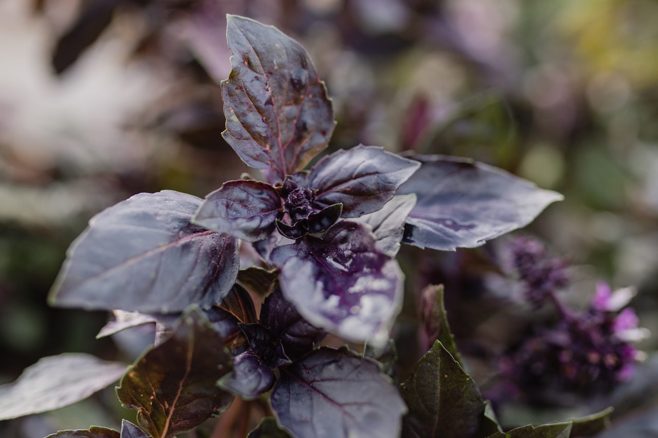 Basilika Dark Opal, Loukykvět