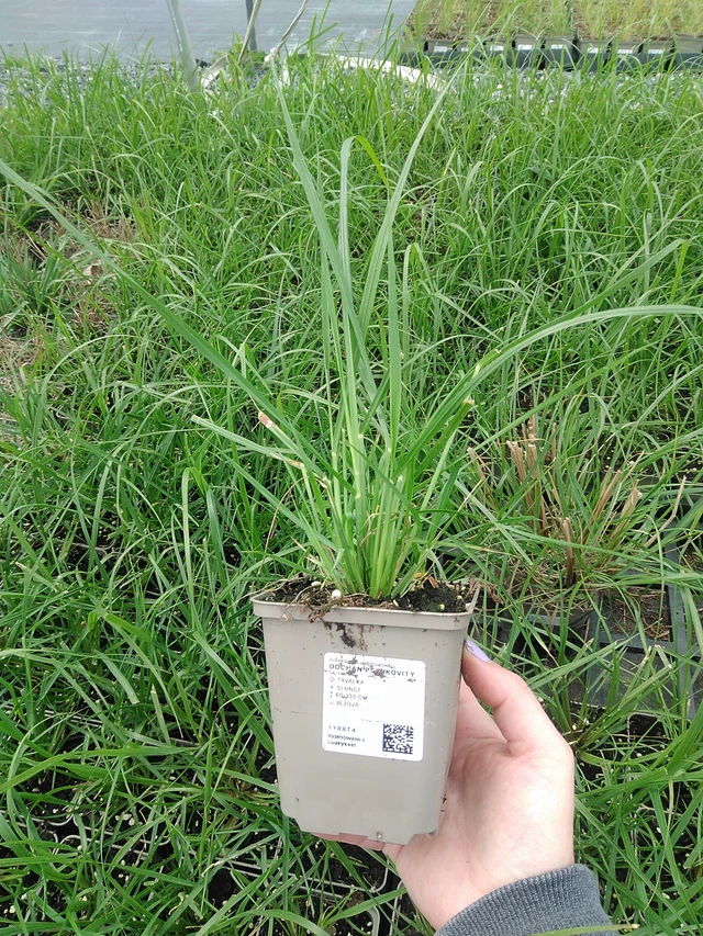 Dochan psárkovitý - 9. 6. 2025