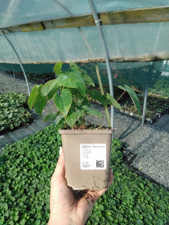 Epimedis Versicolor - 13. 7. 2026