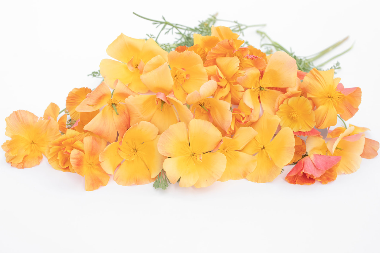 California Poppy Apricot Chiffon, Loukykvět