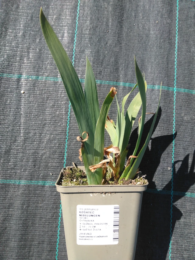 Kurjenmiekka Nibelungen - 3. 4. 2025