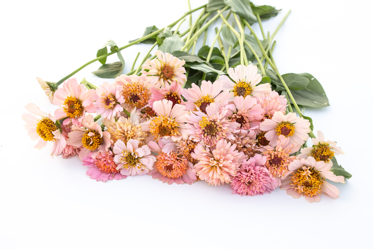 Zinnia Cresto Peaches & Cream, Loukykvět