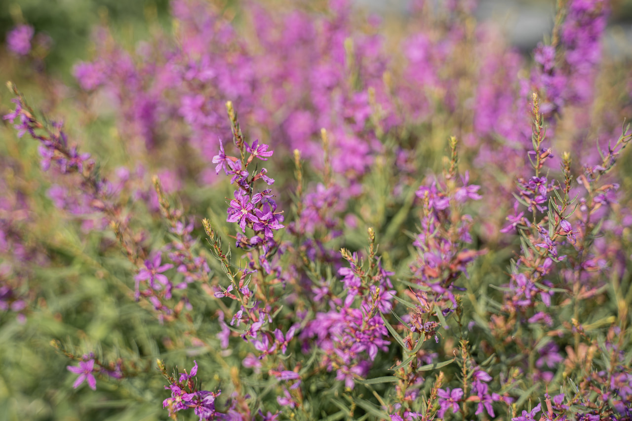 Rantakukka Swirl, Loukykvět