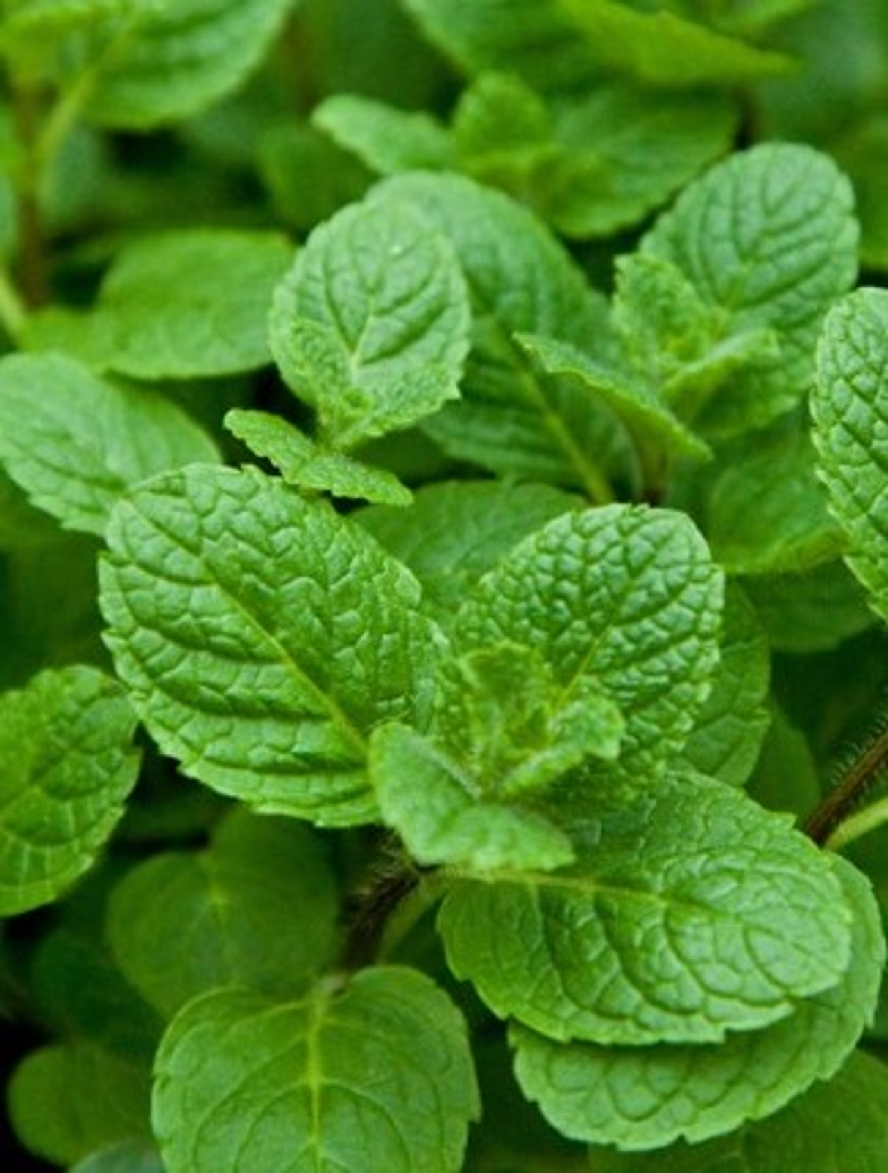 Mansikkaminttu, Loukykvět