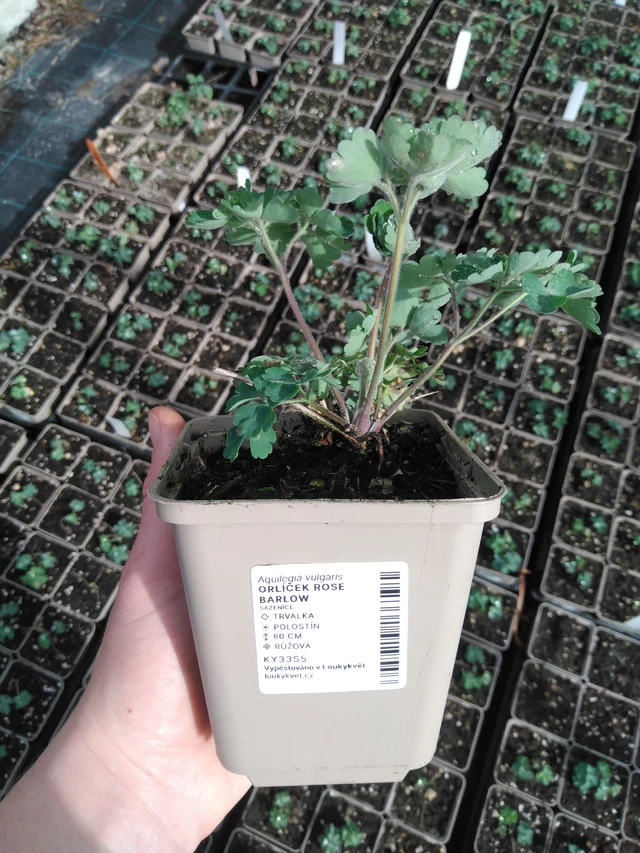 Lehtoakileija Rose Barlow - 2024