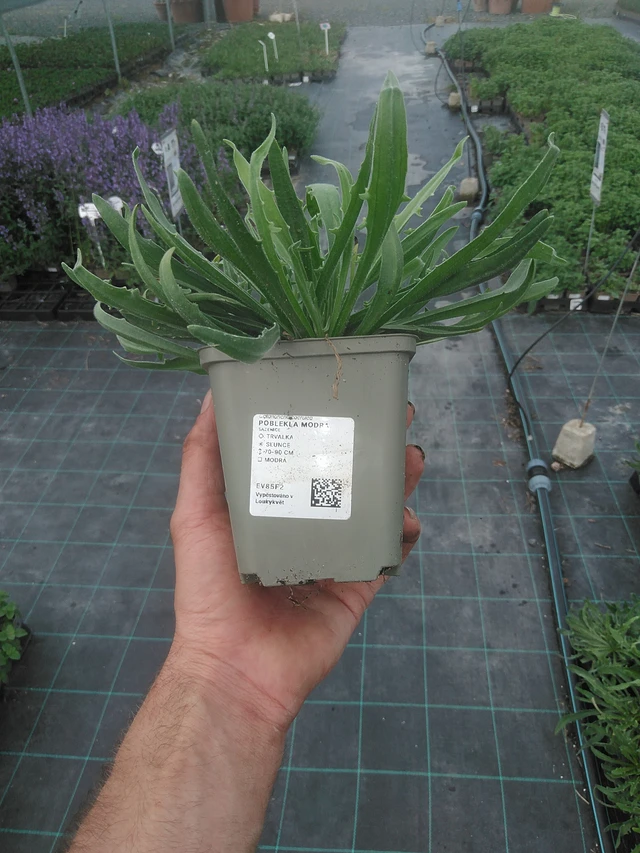 Catananche caerulea - 2. 6. 2026