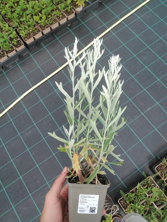 Artemisia ludoviciana - 24. 6. 2025