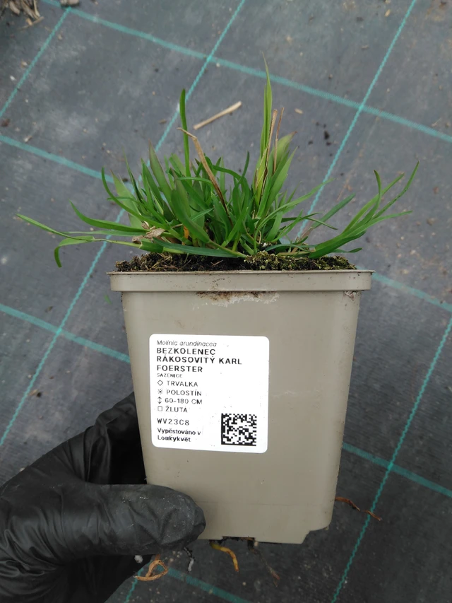 Isosiniheinä Karl Foerster - 1. 4. 2026