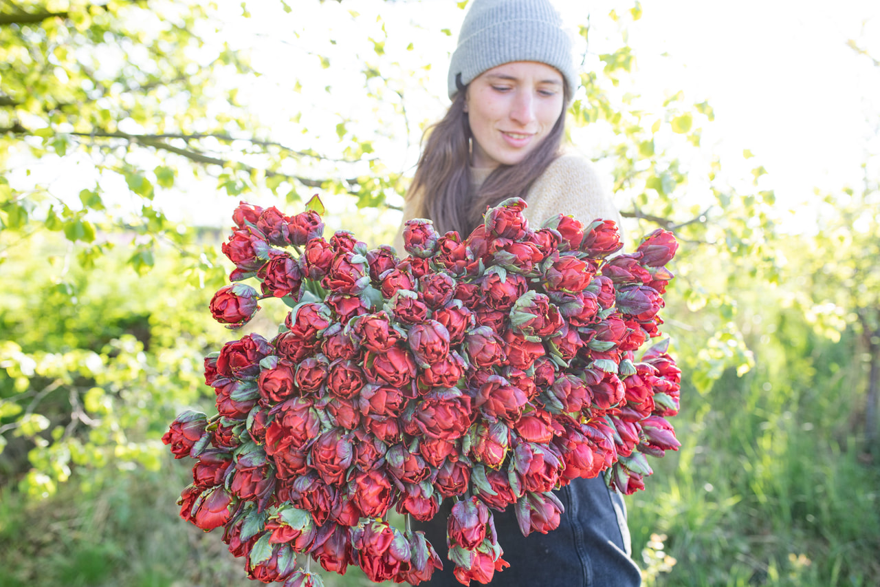 Tulppaani Rocco Double, Loukykvět