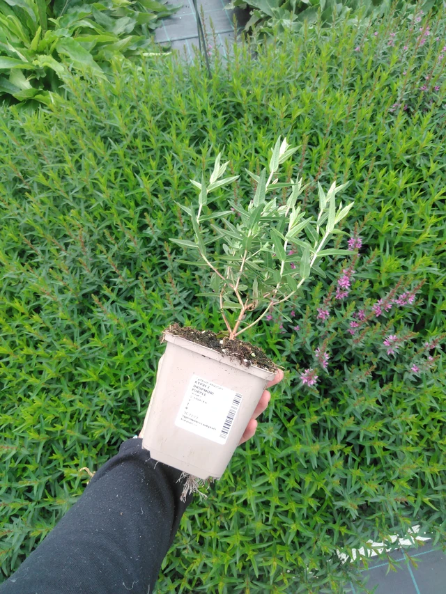 Rantakukka Dropmore Purple - 2024