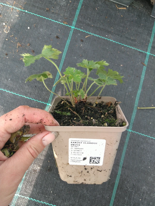 Kurjenpolvi Claridge Druce - 11. 7. 2025