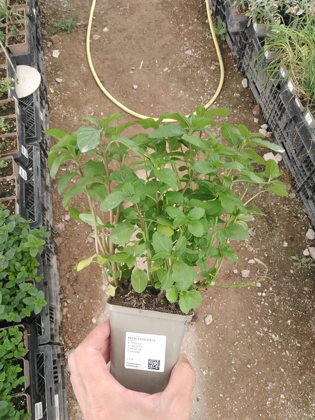 Basilikaminttu - 1. 8. 2025