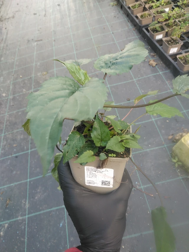 Valkoasteri Eastern Star - 13. 10. 2025