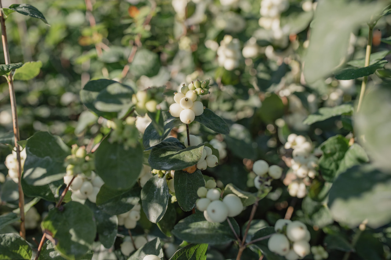 Sinforicarpus Magical White Dream, Loukykvět