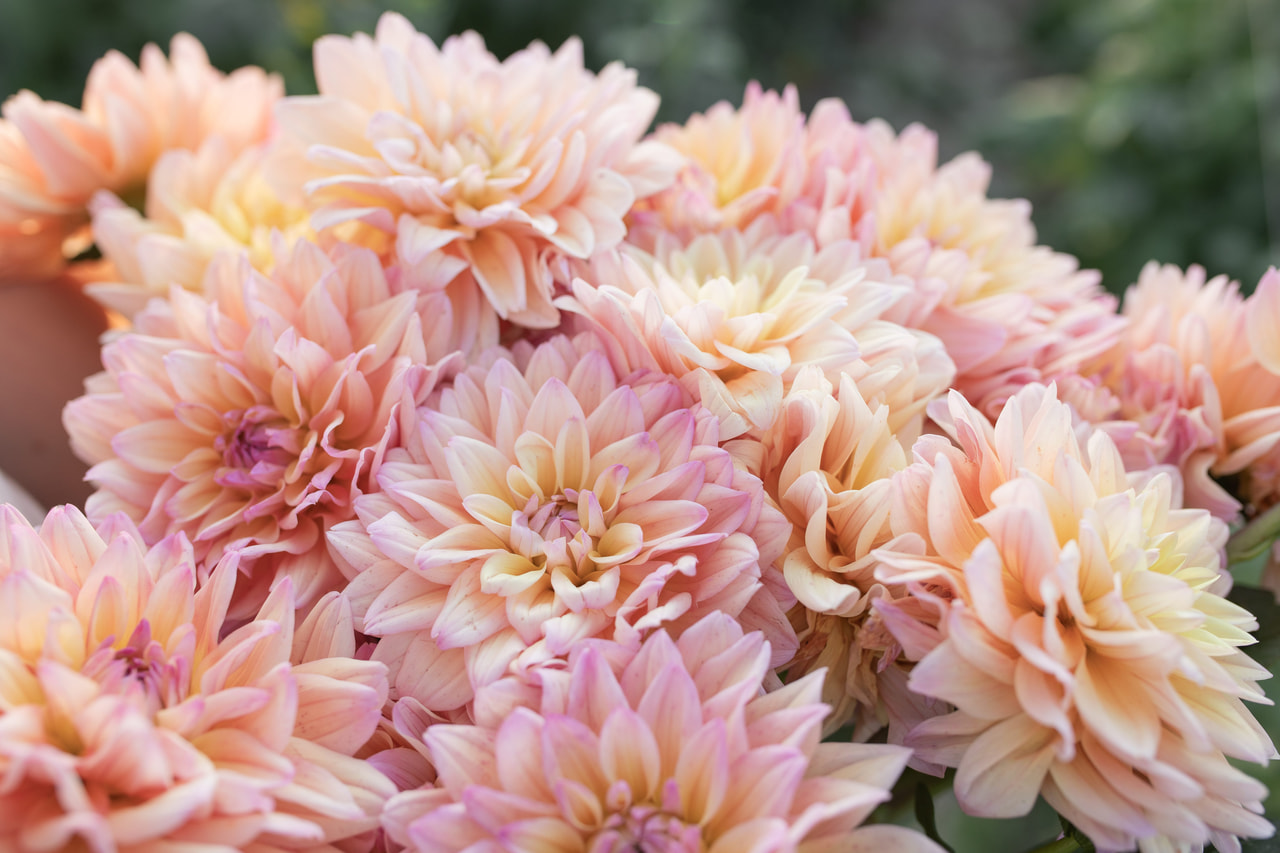 Daalia Mondriaan, Loukykvět