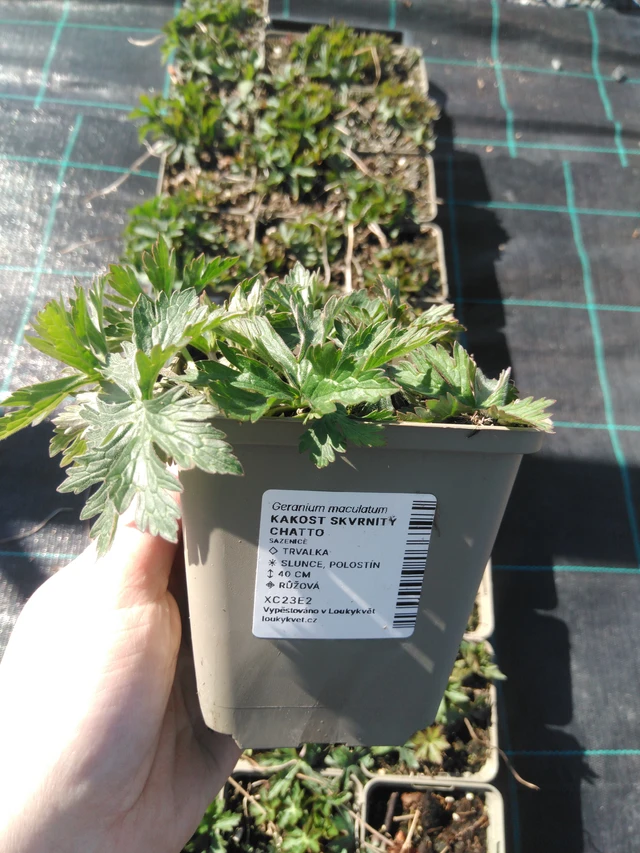 Geranium maculatum Chatto - 3. 4. 2025