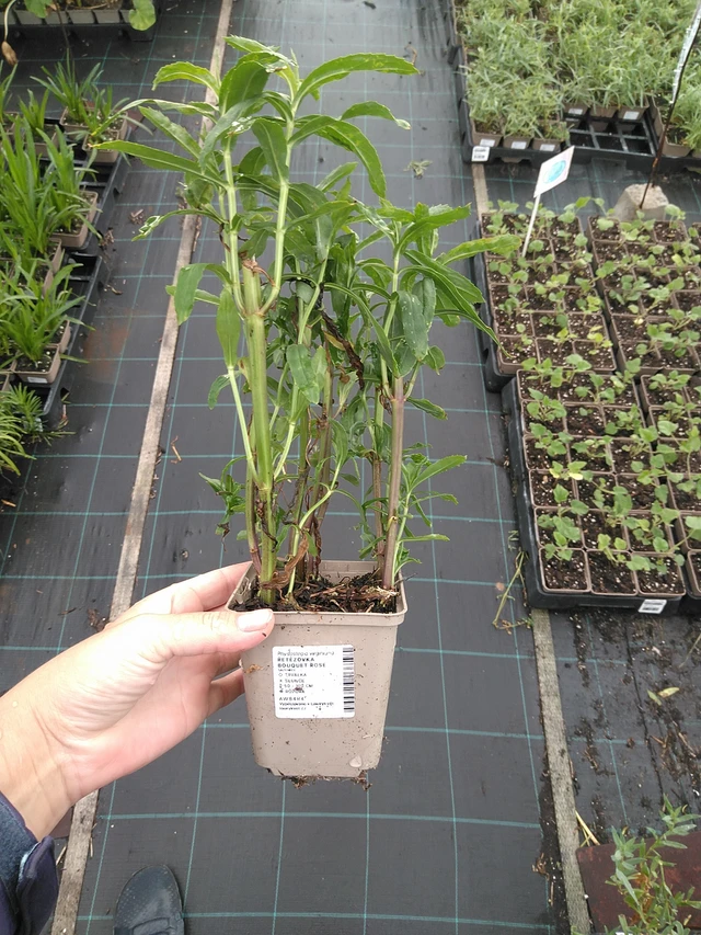 Kellopeippi Bouquet Rose - 11. 7. 2025