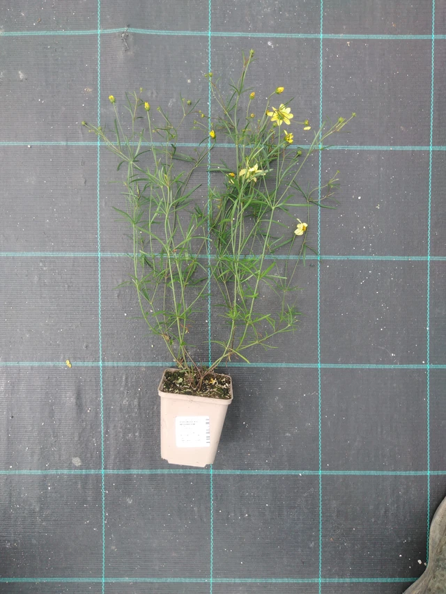 Coreopsis Moonbeam - 2024