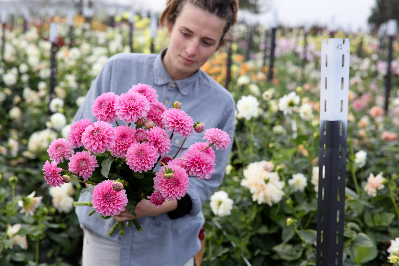 Daalia Pink Sylvia, Loukykvět