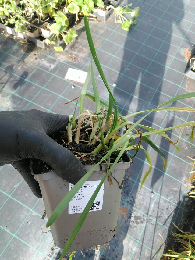 Allium Millennium - 31. 10. 2025