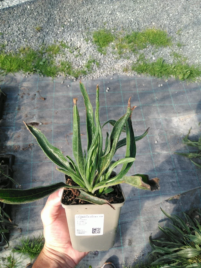 Punahattu Rocky Top - 19. 8. 2025