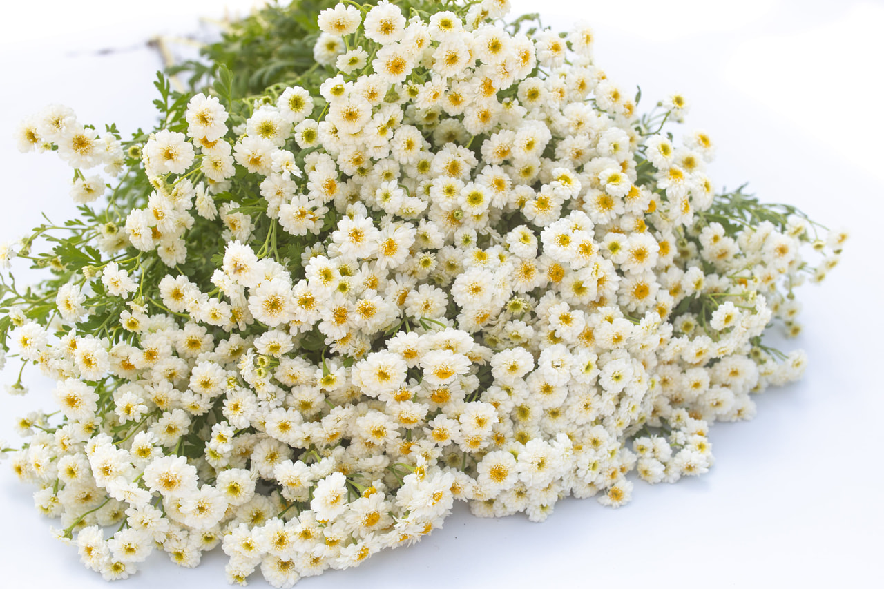 Reunuspietaryrtti Tetra White Wonder, Loukykvět