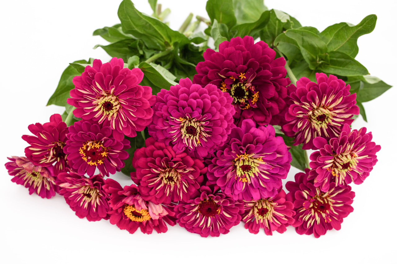 Tsinnia Benary’s Giant Wine, Loukykvět