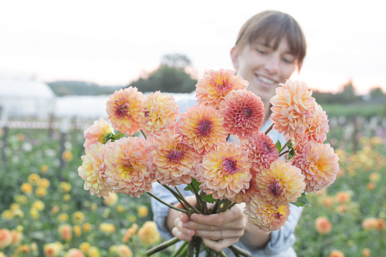 Daalia Moderato, Loukykvět