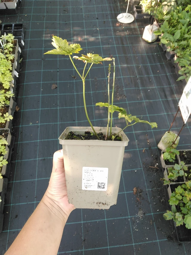 Ploštičník Silver Dance - 19. 8. 2025