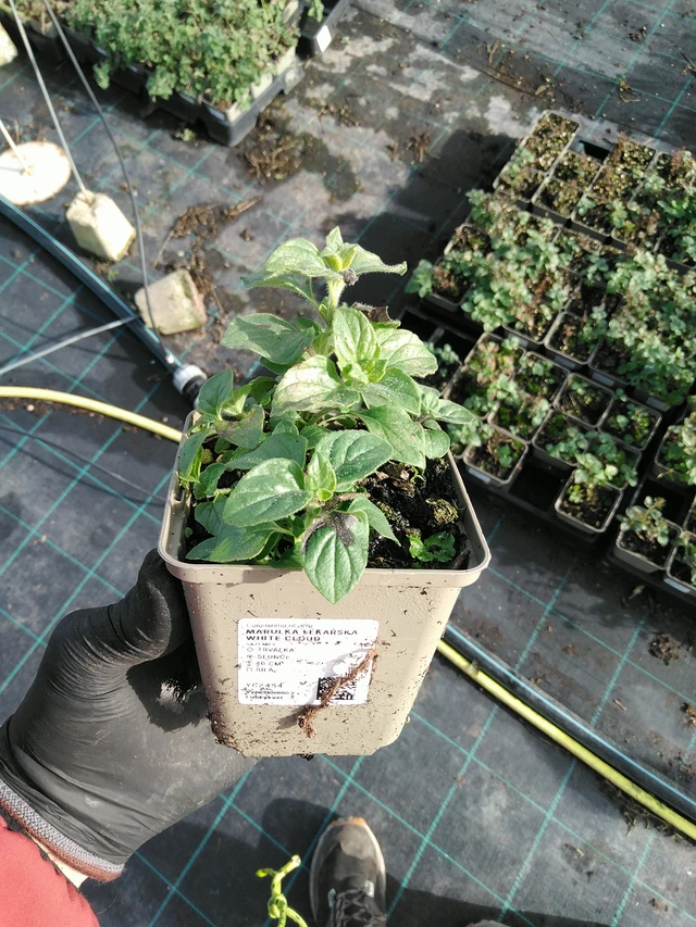 Käenminttu White Cloud  - 31. 10. 2025