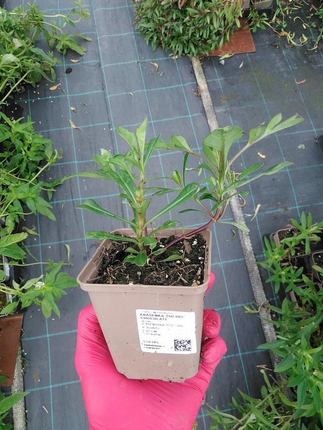 Kosmoskukka Cherry Chocolate - 31. 7. 2025